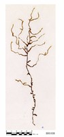 藏品(古巴懸苔)的圖片